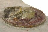 Harpid Trilobite With Red Head Shield - Tafraoute, Morocco #287137-4